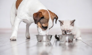 Vitakraft Italy overhauls its pet food warehouse
