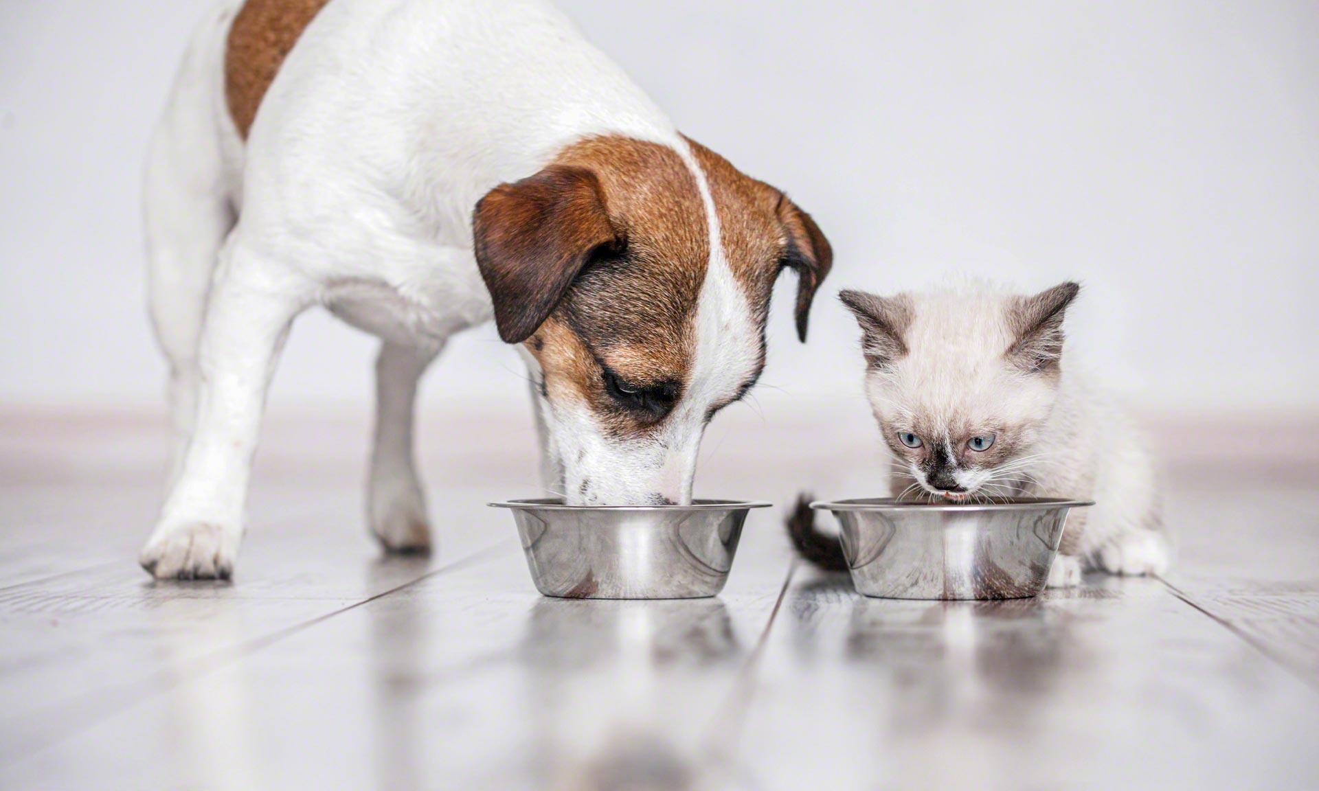 Vitakraft Italy overhauls its pet food warehouse Vitakraft Italy overhauls its pet food warehouse